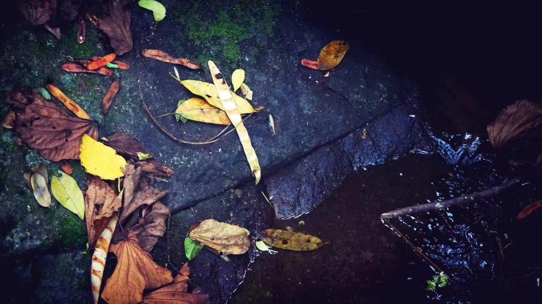 春雨直播app